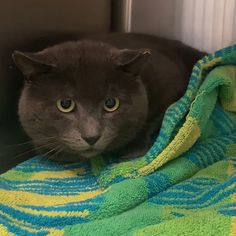 a black cat laying on top of a green and yellow blanket