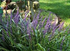 purple flowers are growing in the grass next to a fire hydrant