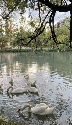 several white swans swimming in the water near trees