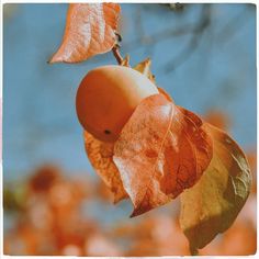 an orange fruit hanging from a tree branch with leaves on it's branches and blue sky in the background