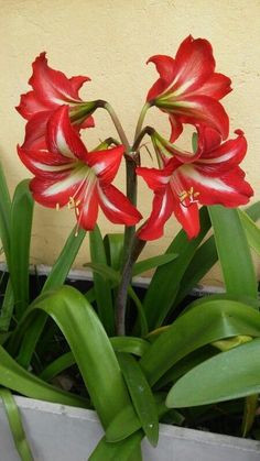 two red flowers are in a white pot