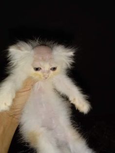 a fluffy white cat sitting on top of a person's arm with it's paws in the air