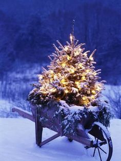 a small christmas tree in a wheelbarrow