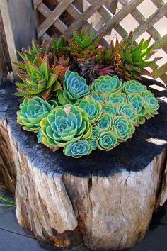 there are many succulents growing on the tree stump