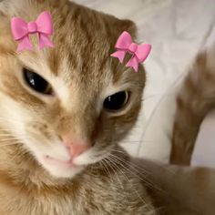 an orange cat with pink bows on its head