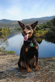 a black and brown dog sitting on top of a rock next to a body of water