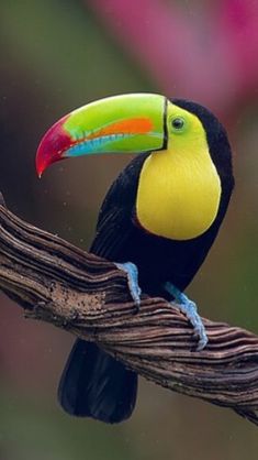 a colorful toucan perched on a branch