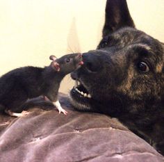 a dog and a rat face to face