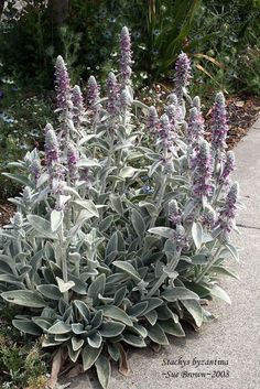 some purple flowers are growing in the middle of a garden area with gravel and grass