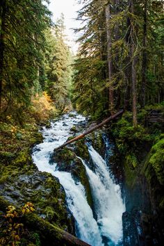 a river running through a forest filled with tall trees and surrounded by lush green foliage