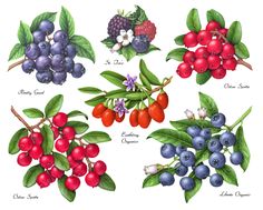 four different berries and leaves on a white background with the names of each berry species