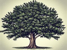 a drawing of a large tree with green leaves on it's trunk and branches