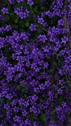 purple flowers growing on the side of a tree