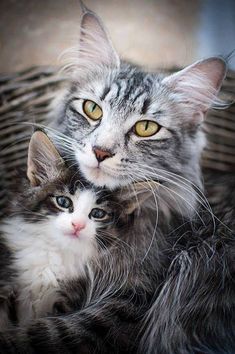 two cats sitting next to each other in a basket