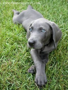 a gray dog laying on top of a lush green grass covered field with blue eyes