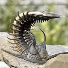 a close up of an animal's head on top of a rock