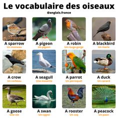 the different types of birds are shown in french