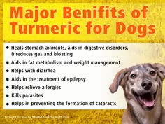 a dog with its mouth open and the words major benefits of turmric for dogs