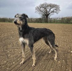 a black and white dog standing on top of a dirt field