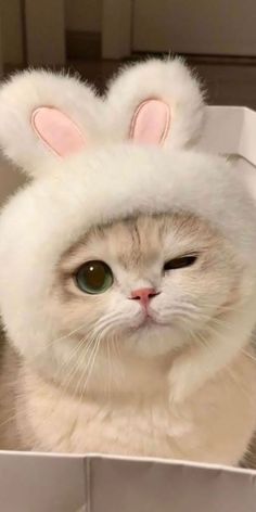 a white cat wearing a bunny ears hat in a box with its eyes wide open