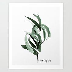 a green plant with the word eucalyptus on it's back and leaves in front