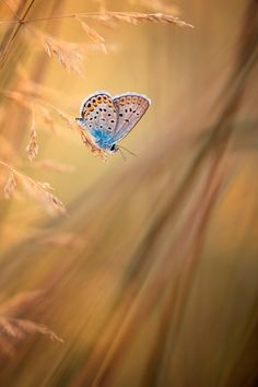 a small blue butterfly sitting on top of a tall grass covered field in the sun