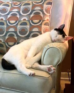 a black and white cat sleeping on top of a chair