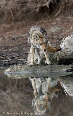 a wolf standing on top of a log next to water