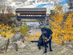 a black dog sitting on top of a rock next to a river and covered bridge