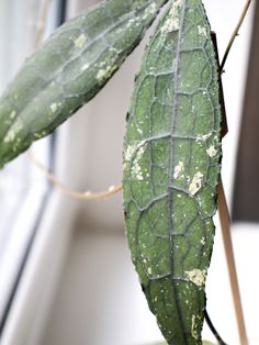 a green plant with white spots on it's leaves is shown in front of a window