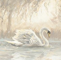 a white swan floating on top of a body of water