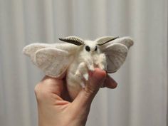 a hand holding a small white moth on it's finger