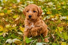 a small brown dog sitting on top of a lush green grass covered field next to leaves