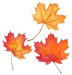 two orange and red maple leaves on a white background