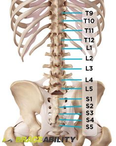 Sciatica Back Brace | Disc Unloading LSO Spinal Stenosis Back Brace Spinal Nerve, Back Brace, Human Skeleton, Sciatic Nerve Pain