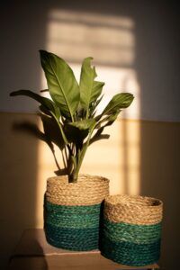 two planters sitting on top of a wooden table