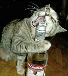 a cat drinking from a bottle with its mouth open