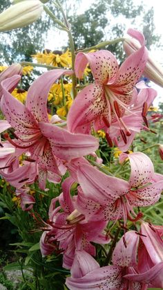 pink flowers are blooming in the garden