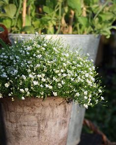 a potted plant with white flowers in it