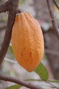 an orange fruit hanging from a tree branch