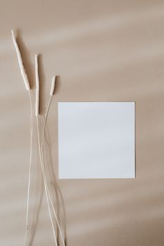 two white toothbrushes are next to an empty card