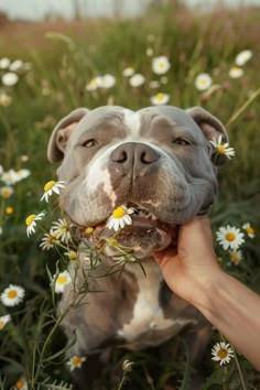 #pitbull #pitbullterrier #dogs #americanbully Pit Bulls Cute, Mixed Pitbulls, Pitbulls Aesthetic, Pit Bull Aesthetic, Dog Photography Pitbull, Brown Pitbull, Big Pitbull, Rescue Pitbull, Beautiful Pitbulls