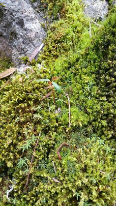 green moss growing on the side of a rock