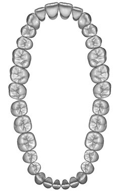 Tooth Anatomy, Natural Teeth Whitening Diy, Teeth Anatomy, Tooth Chart, Dental Hygiene School, Dentistry Student, Dental Anatomy, Teeth Whitening Diy, Aesthetic Dentistry