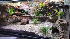 an aquarium filled with plants and rocks