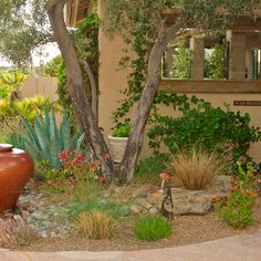 an outdoor garden with plants and rocks