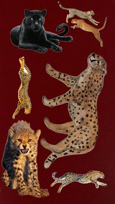 fatale #jaguar #leopard #cheetah Jaguar Leopard, Jaguar, Quick Saves