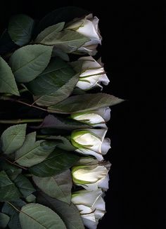 black and white photograph of flowers with leaves on the stems in front of a dark background