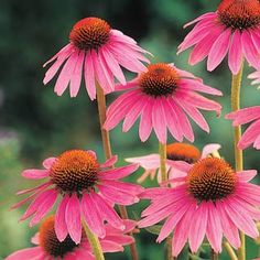 pink flowers with orange centers in a garden