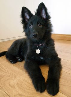 a small black dog laying on top of a wooden floor